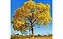 Ipê Amarelo - Handroanthus albus - Imagem 3
