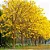 Ipê Amarelo - Handroanthus albus - Imagem 1