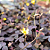 Avenca Roxa ou Trevo Roxo - Oxalis hedysaroides - Imagem 3
