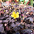 Avenca Roxa ou Trevo Roxo - Oxalis hedysaroides - Imagem 4