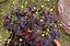 Avenca Roxa ou Trevo Roxo - Oxalis hedysaroides - Imagem 1