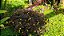 Avenca Roxa ou Trevo Roxo - Oxalis hedysaroides - Imagem 2