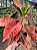 Croton 'Fernando' - Codiaeum variegatum 'Fernando' - Imagem 3