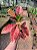 Croton 'Fernando' - Codiaeum variegatum 'Fernando' - Imagem 4