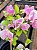 Primavera de Flores Brancas e Pink - Bougainvillea spectabilis - Imagem 2