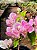 Primavera de Flores Brancas e Pink - Bougainvillea spectabilis - Imagem 1