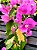 Primavera Variegata Fúcsia - Bougainvillea spectabilis - Imagem 2