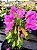 Primavera Variegata Fúcsia - Bougainvillea spectabilis - Imagem 1
