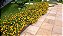 Lantana Amarela - Lantana camara - Imagem 4