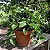 Insulina - Cissus Verticillata - Muda Menor - Imagem 1
