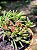 Delosperma Napiforme - MUDA FORMADA - Imagem 1