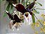 Orquídea Stanhopea nigroviolacea - Imagem 3