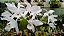 Orquídea Cattleya skinneri semi-alba - Guarianthe skinneri semi-alba - Imagem 2