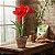 Amaryllis 'Red Bull' - Hippeastrum hybrid - Imagem 1