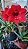 Amaryllis 'Red Bull' - Hippeastrum hybrid - Imagem 2