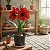 Amaryllis 'Red Bull' - Hippeastrum hybrid - Imagem 2