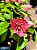 Primavera Rosa Sem Espinho - Imagem 3