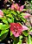 Primavera Rosa Sem Espinho - Imagem 6