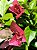 Primavera Rosa Sem Espinho - Imagem 1