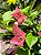 Primavera Rosa Sem Espinho - Imagem 7