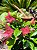Primavera Rosa Sem Espinho - Imagem 5