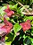 Primavera Rosa Sem Espinho - Imagem 8