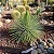 Agave Palito - Agave geminiflora - Imagem 2
