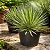 Agave Palito - Agave geminiflora - Imagem 3