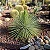 Agave Palito - Agave geminiflora - Imagem 3