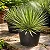 Agave Palito - Agave geminiflora - Imagem 4
