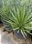 Agave Palito - Agave geminiflora - Imagem 2