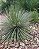 Agave Palito - Agave geminiflora - Imagem 1