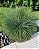 Agave Palito - Agave geminiflora - Imagem 3