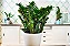 Zamioculca 'Zenzi' - Zamioculcas zamiifolia 'Zenzi' SUPER PROMOÇÃO - Imagem 6