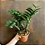 Zamioculca 'Zenzi' - Zamioculcas zamiifolia 'Zenzi' SUPER PROMOÇÃO - Imagem 5