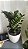 Zamioculca 'Zenzi' - Zamioculcas zamiifolia 'Zenzi' - Muda Menor - Imagem 1