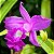 Sobrália - Sobralia macrantha - Imagem 4