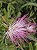 Caliandra Rosa (Calliandra tweediei) - Imagem 2
