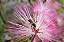 Caliandra Rosa (Calliandra tweediei) - Imagem 3
