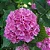 Hortênsia Rosa - Hydrangea macrophylla - Imagem 1