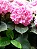Hortênsia Rosa - Hydrangea macrophylla - Imagem 2