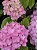 Hortênsia Rosa - Hydrangea macrophylla - Imagem 3