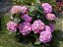 Hortênsia Rosa - Hydrangea macrophylla - Imagem 4
