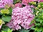 Hortênsia Rosa - Hydrangea macrophylla - Imagem 5