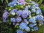 Hortênsia Rosa - Hydrangea macrophylla - Imagem 4