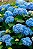 Hortênsia Rosa - Hydrangea macrophylla - Imagem 6