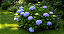 Hortênsia Rosa - Hydrangea macrophylla - Imagem 7