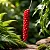 Antúrio Gracile - Anthurium gracile - Muda Menor - Imagem 3