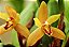 Maxillaria Rufescens - Imagem 4