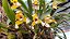 Maxillaria Rufescens - Imagem 1